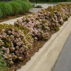 Pinkie Indian Hawthorn Shrub -Fast Growing Trees Pink indian Hawthorn 5