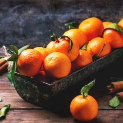 Pixie Mandarin Tree -Fast Growing Trees Pixie Mandarin Tree 3