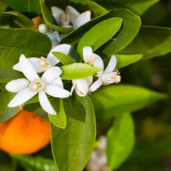 Pixie Mandarin Tree -Fast Growing Trees Pixie Mandarin Tree 6