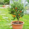Pixie Mandarin Tree -Fast Growing Trees Pixie Mandarin Tree FGT 600x600 e99a8ce9 e0fd 4891 bcec f674402f83e1