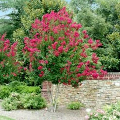 Pink Velour Crape Myrtle -Fast Growing Trees Pnk Velour Crape Myrtle 4 FGT