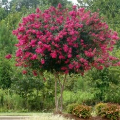Pink Velour Crape Myrtle -Fast Growing Trees Pnk Velour Crape Myrtle 5 FGT