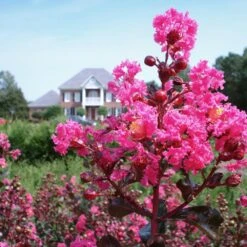 Pink Velour Crape Myrtle -Fast Growing Trees Pnk Velour Crape Myrtle 6 FGT