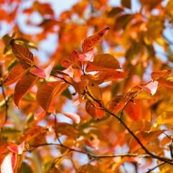 Pink Velour Crape Myrtle -Fast Growing Trees Pnk Velour Crape Myrtle 8