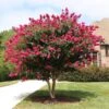 Pink Velour Crape Myrtle 1 Pink Velour Crape Myrtle -Fast Growing Trees Pnk Velour Crape Myrtle FGT 600x600 b03142bb 2ee6 41eb 8c3b 61824ffc7733