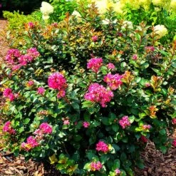 Pocomoke Crape Myrtle -Fast Growing Trees Pocomoke Crape myrtle 2