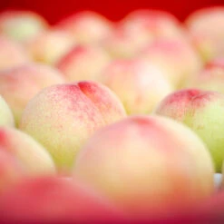 Polly Peach Tree -Fast Growing Trees Polly Peach 2