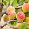Polly Peach Tree -Fast Growing Trees Polly Peach FGT 600x600 1