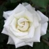 Pope John Paul II Rose Shrub -Fast Growing Trees Pope John Paul Rose FGT 600x600 0c0da3d4 5c1d 47bc 9e25 5c58543e2d88