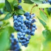 Powderblue Blueberry -Fast Growing Trees Powderblue BLueberry 600x600 c563ea3e a391 4a18 beee fb043a5a1180