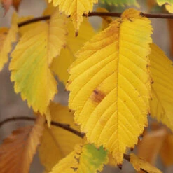 Prairie Expedition® Elm Tree -Fast Growing Trees Prairie Expedition Elm 3