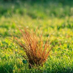 Prairie Fire Sedge -Fast Growing Trees Prarie Fire Sedge 5 FGT