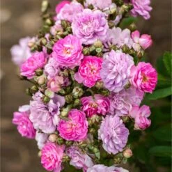 Pretty Polly® Lavender Rose -Fast Growing Trees Pretty Polly Lavender 1 FGT