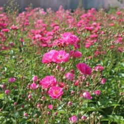 Pretty Polly® Pink Rose -Fast Growing Trees Pretty Polly Pink