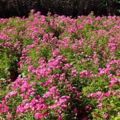 Pretty Polly® Pink Rose -Fast Growing Trees Pretty Polly Pink 1 FGT