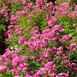 Pretty Polly® Pink Rose -Fast Growing Trees Pretty Polly Pink 3 FGT