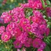 Pretty Polly® Pink Rose -Fast Growing Trees Pretty Polly Pink FGT 600x600 2e87813e 8fe6 40f5 8923 a7daf0c3429b