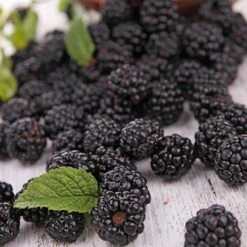 Prime Ark Freedom Blackberry - USDA Organic 9 Prime Ark Freedom Blackberry - USDA Organic -Fast Growing Trees Prime Ark Freedom Blackberries 2 450w 6eb9fce9 bbe8 4d18 aff3 ccaf8f5427c6