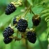 Prime Ark Freedom Blackberry - USDA Organic 2 Prime Ark Freedom Blackberry - USDA Organic -Fast Growing Trees Prime Ark Freedom Blackberry bush 350w 9cbf9bb2 77d7 4a3f b9a4 c7f5fe216d50