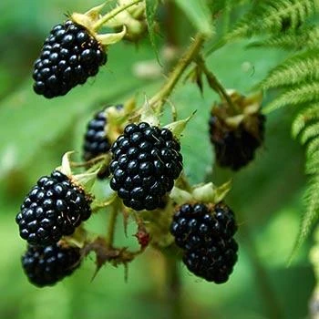 Prime Ark Freedom Blackberry - USDA Organic 3 Prime Ark Freedom Blackberry - USDA Organic