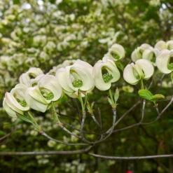 Mexican Flowering Dogwood Tree -Fast Growing Trees Pringle Mexican Dogwood 2