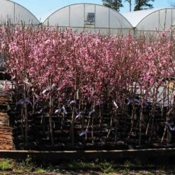 Profusion Crabapple Tree -Fast Growing Trees Profussion Crabapple 1
