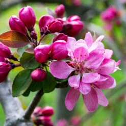 Profusion Crabapple Tree -Fast Growing Trees Profussion Crabapple 3 FGT
