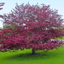 Profusion Crabapple Tree -Fast Growing Trees Profussion Crabapple 5