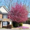 Profusion Crabapple Tree -Fast Growing Trees Profussion Crabapple FGT 600x600 4197319e 7a7f 4531 bddc ad01dbd7ea12