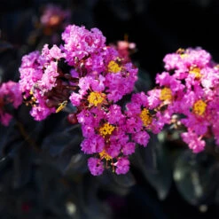 Black Diamond® Crape Myrtle - Purely Purple™ 9 Black Diamond® Crape Myrtle - Purely Purple™ -Fast Growing Trees Purely Purple 1