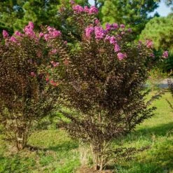 Black Diamond® Crape Myrtle - Purely Purple™ 10 Black Diamond® Crape Myrtle - Purely Purple™ -Fast Growing Trees Purely Purple 3