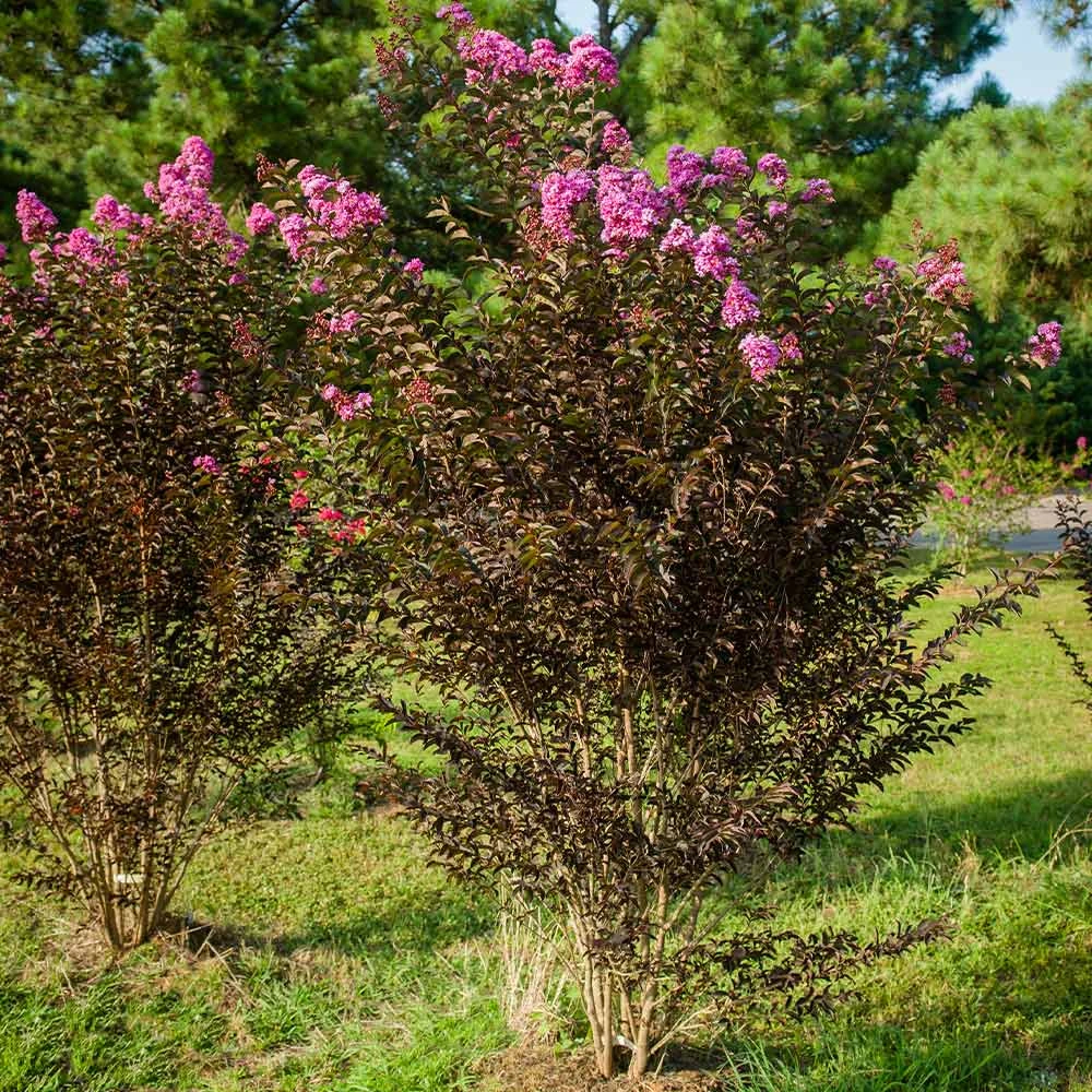 Black Diamond® Crape Myrtle - Purely Purple™ 6 Black Diamond® Crape Myrtle - Purely Purple™ - Image 4