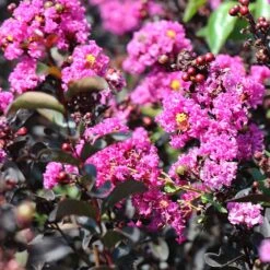 Black Diamond® Crape Myrtle - Purely Purple™ 11 Black Diamond® Crape Myrtle - Purely Purple™ -Fast Growing Trees Purely Purple 4
