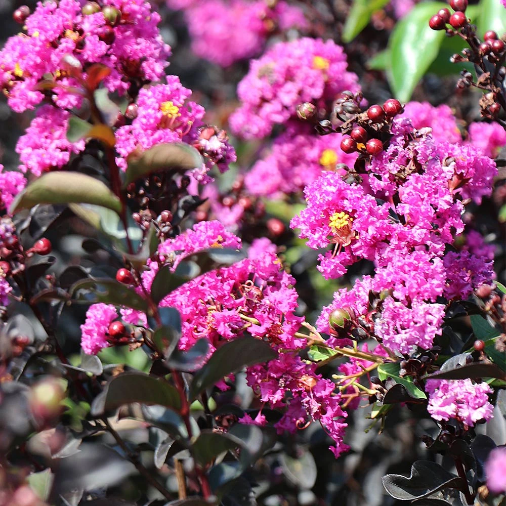 Black Diamond® Crape Myrtle - Purely Purple™ 7 Black Diamond® Crape Myrtle - Purely Purple™ - Image 5