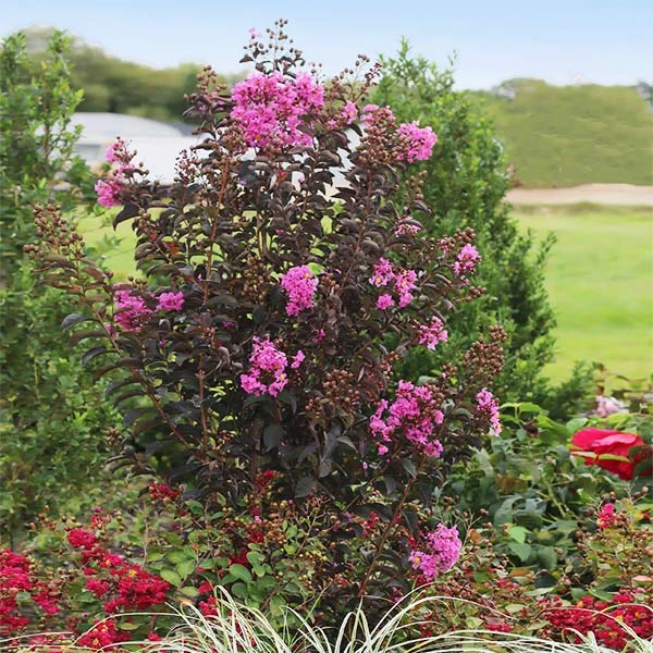 Black Diamond® Crape Myrtle - Purely Purple™ 3 Black Diamond® Crape Myrtle - Purely Purple™
