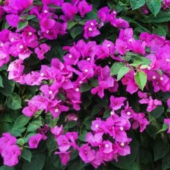 New River Purple Bougainvillea -Fast Growing Trees Purple Bougainvillea New River 12 FGT
