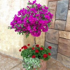 New River Purple Bougainvillea -Fast Growing Trees Purple Bougainvillea New River 1 FGT
