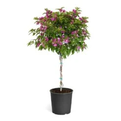 New River Purple Bougainvillea -Fast Growing Trees Purple Bougainvillea Tree