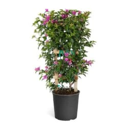 New River Purple Bougainvillea -Fast Growing Trees Purple Bougainvillea Trelis