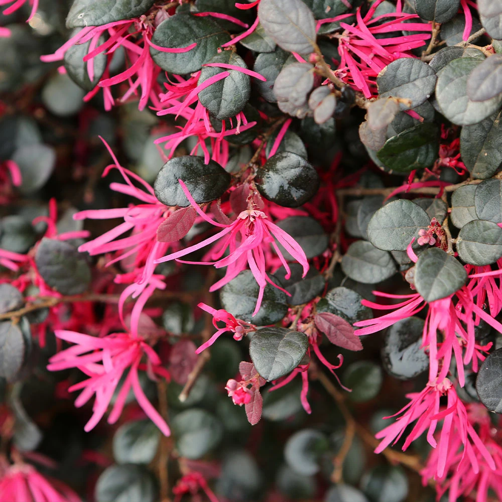 Purple Daydream® Dwarf Loropetalum 5 Purple Daydream® Dwarf Loropetalum - Image 3