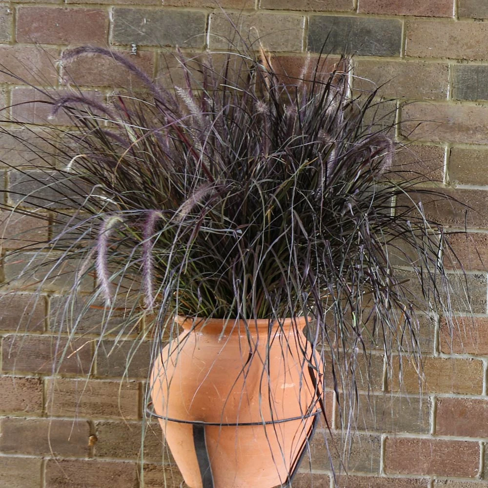 Purple Fountain Grass 7 Purple Fountain Grass - Image 5