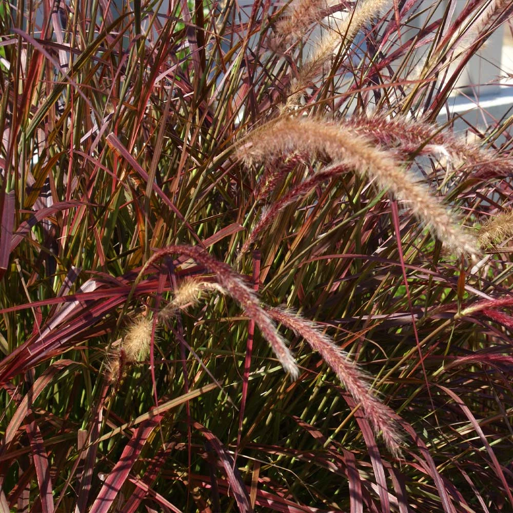 Purple Fountain Grass 5 Purple Fountain Grass - Image 3