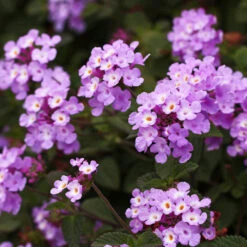 Purple Lantana -Fast Growing Trees Purple Lantana 6 FGT