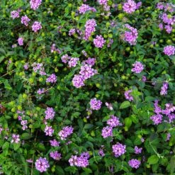 Purple Lantana -Fast Growing Trees Purple Lantana 7 FGT