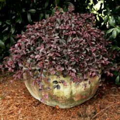 Purple Pixie® Dwarf Weeping Loropetalum -Fast Growing Trees Purple Pixoe Loropetalum 2