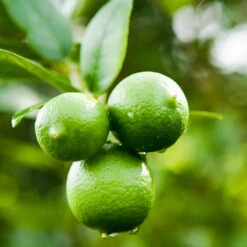 Persian 'Bearss' Lime Bush -Fast Growing Trees Pursian Lime Bush 4 FGT 476213f9 0a08 4e2e 9406 abe997823426