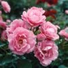 Queen Elizabeth Rose -Fast Growing Trees Queen Elizabeth Rose 1 FGT