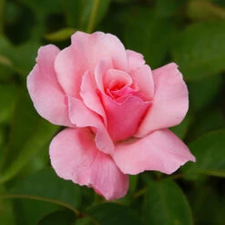 Queen Elizabeth Rose -Fast Growing Trees Queen Elizabeth Rose 2 BB