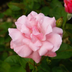 Queen Elizabeth Rose -Fast Growing Trees Queen Elizabeth Rose 2 FGT