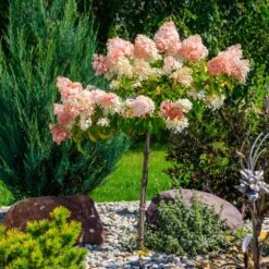 Quick Fire® Hydrangea Tree -Fast Growing Trees QyuickFire Hydrangea 1